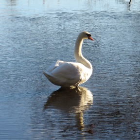 Majestic Mr Swan